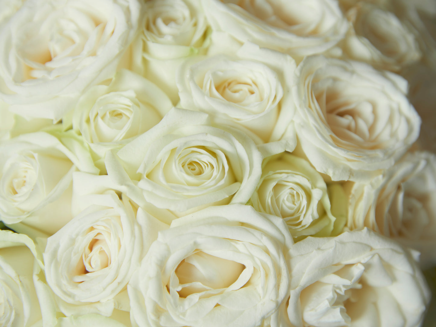 11 White Roses Bouquet