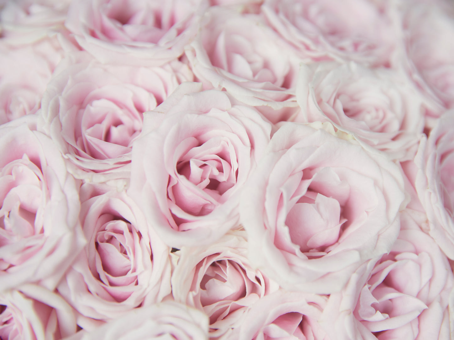 99 Pink Roses Bouquet