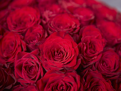 12 Red Roses Bouquet