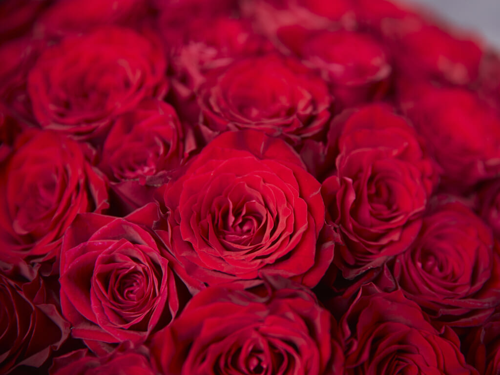 60 Red Roses Bouquet